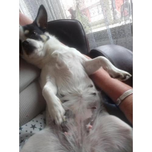 Puppy's worden volgende maand geboren