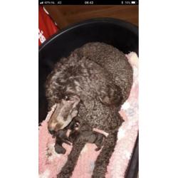 Schitterende bruine grote poedel pups