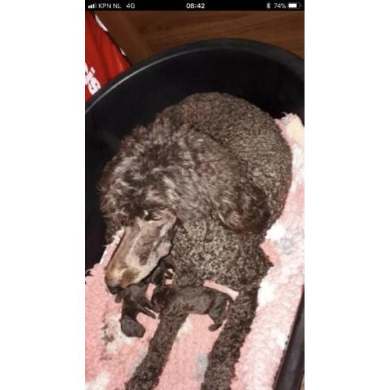 Schitterende bruine grote poedel pups