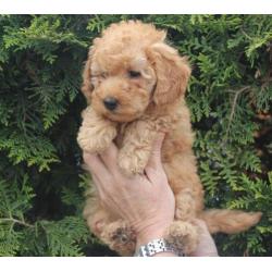 Te koop middenslag poedelspups