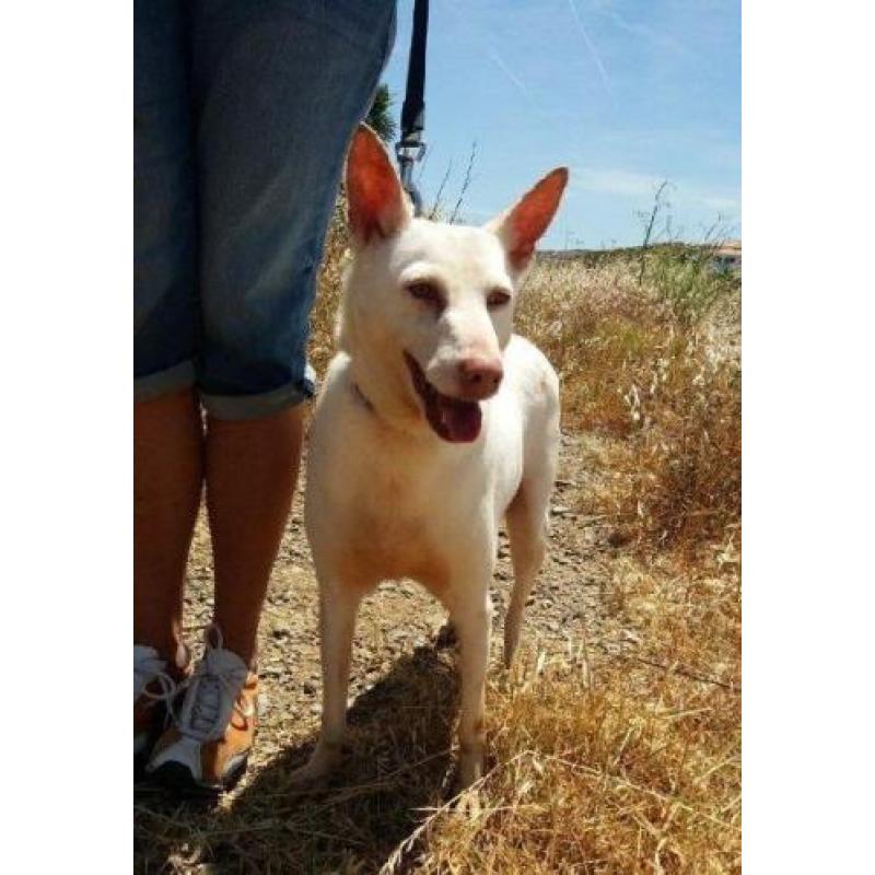 ACE: ESTHER is sociaal met mens en dier, gezinshondje