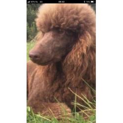 Schitterende bruine grote poedel pups