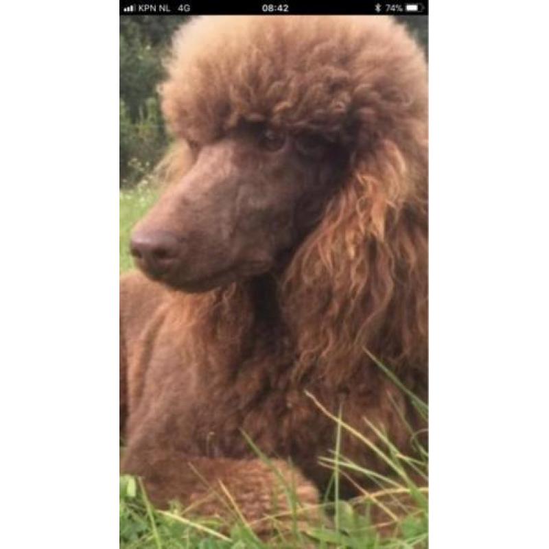 Schitterende bruine grote poedel pups