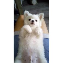 Lieve Chihuahua pup