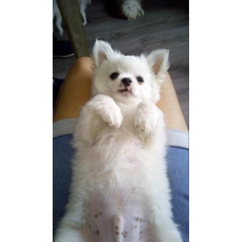 Lieve Chihuahua pup
