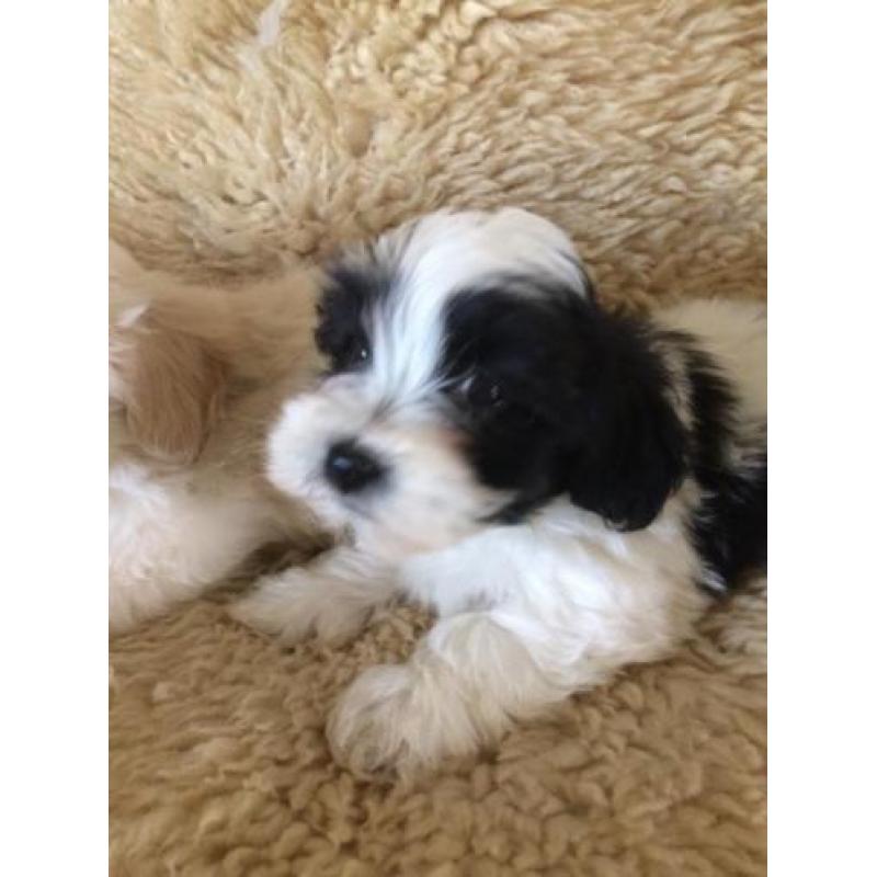 Kleinblijvende Boomer pups