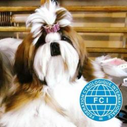 Shih tzu Puppies