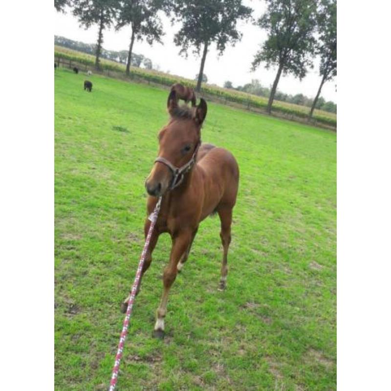 quarter horse hengstveulen te koop