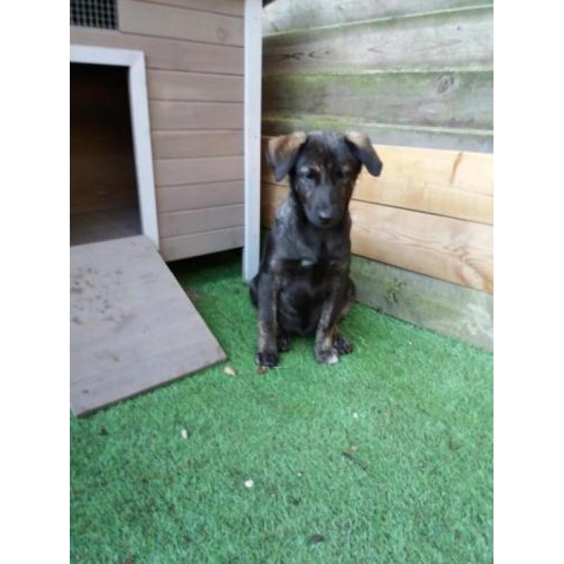 Hollandse herder X pups