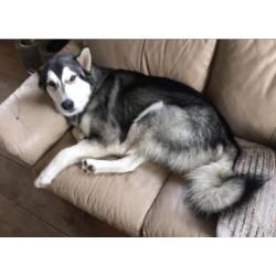 Alaskan malamute (reu) warm huisje gezocht