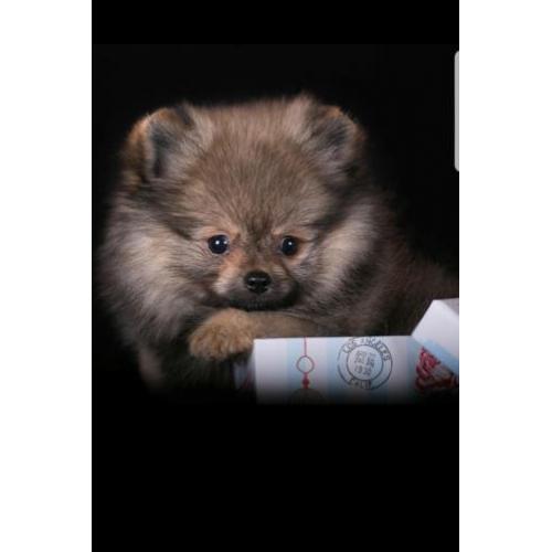 Zeer mooi Teefje Pomeranian/Pomeriaan/Dwergkeesje/FCI