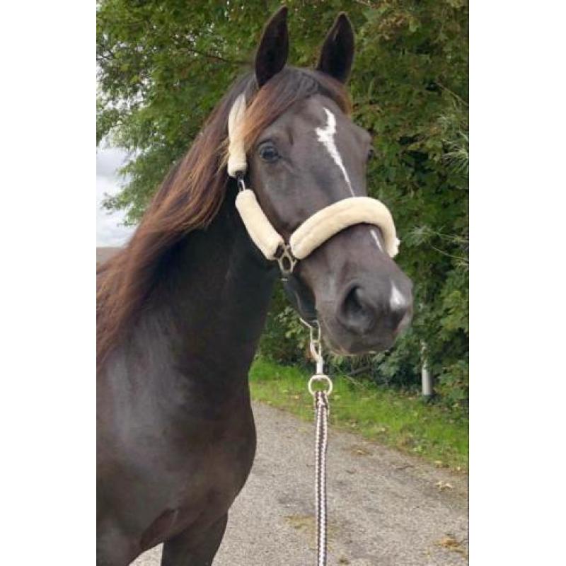4 jarige zwarte tuigpaard merrie