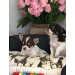 chihuahua pups