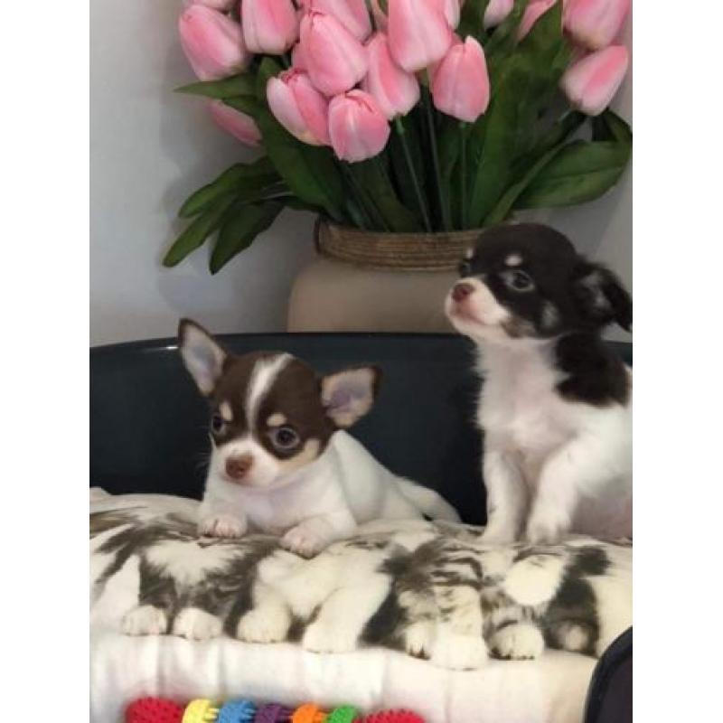 chihuahua pups