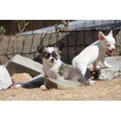 chihuahua puppies