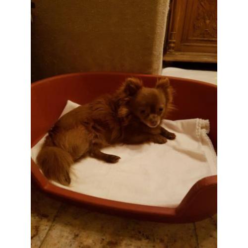 Te koop prachtig chihuahua reutje ! MET FCI STAMBOOM .