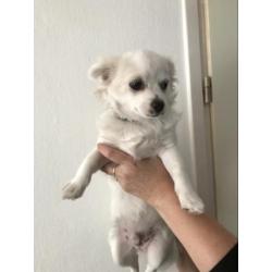 Lieve Chihuahua pup