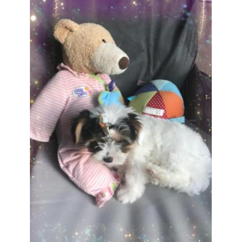 Sweet "Pilly" raszuiver Bieuwer Yorkshire terrier