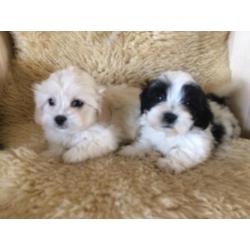 Kleinblijvende Boomer pups