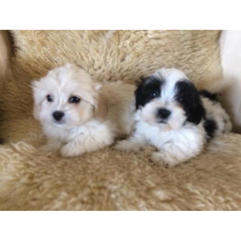 Kleinblijvende Boomer pups