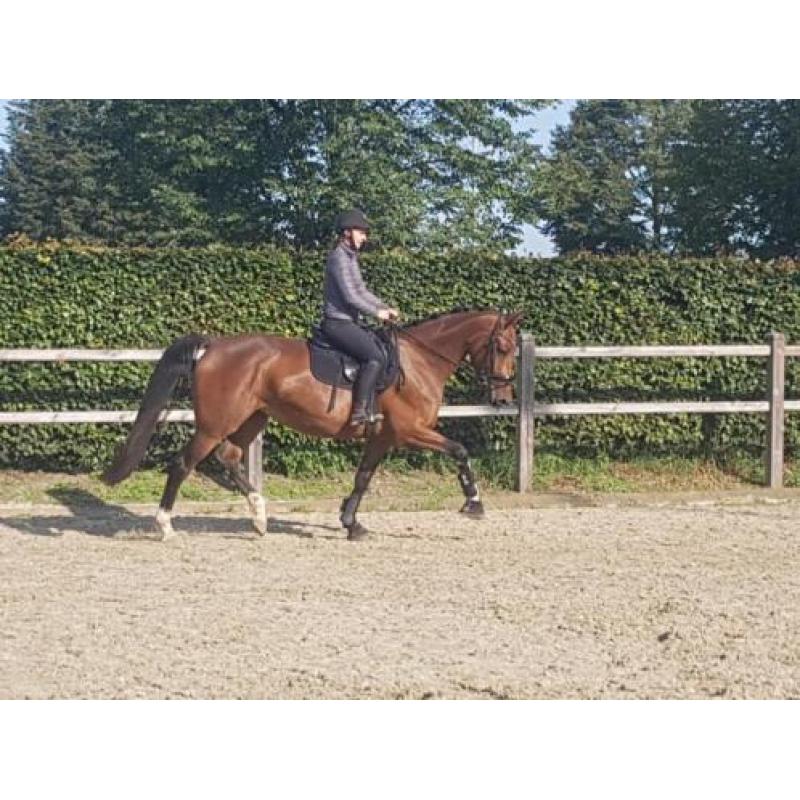 Mooie allround rijpaard. NRPS.