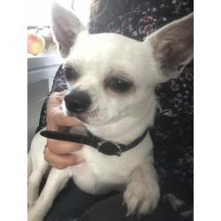 Chihuahua pup