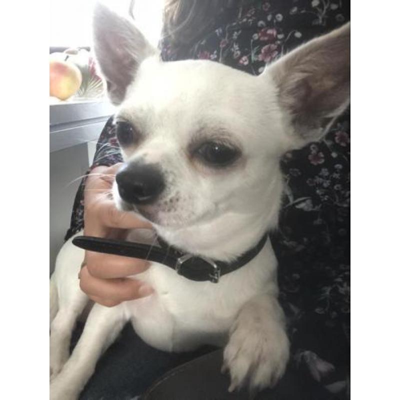 Chihuahua pup