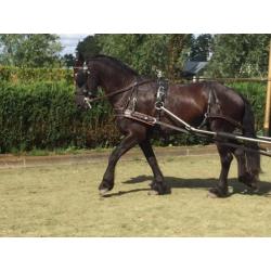 Lieve, hard werkende Friese merrie van 9 jaar, 163cm