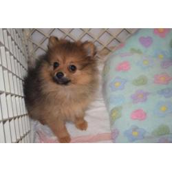 pomeranian pomeriaan dwergkees