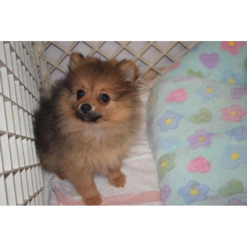 pomeranian pomeriaan dwergkees