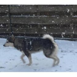 Alaskan malamute (reu) warm huisje gezocht