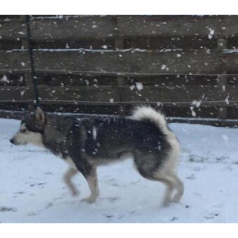 Alaskan malamute (reu) warm huisje gezocht