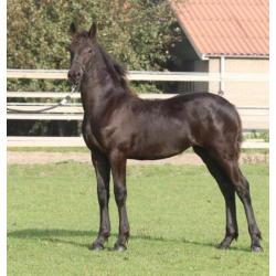 Nieuw! Luxe Friese merrie veulen!