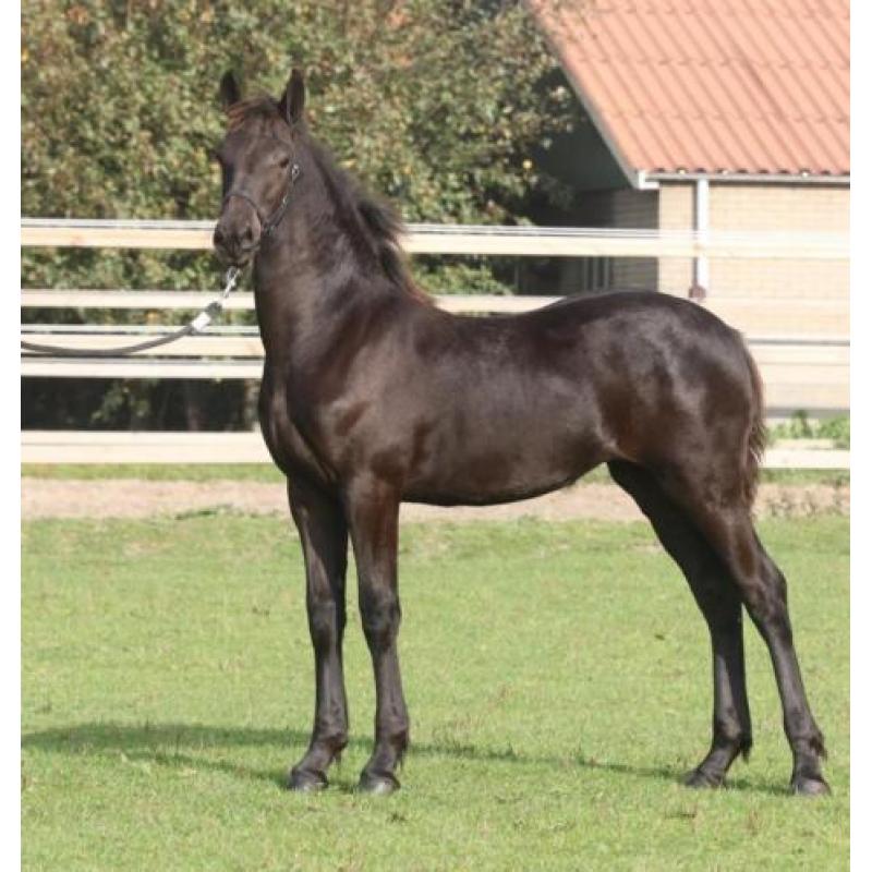 Nieuw! Luxe Friese merrie veulen!