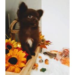 Pom-chi teefjes