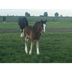 Shires