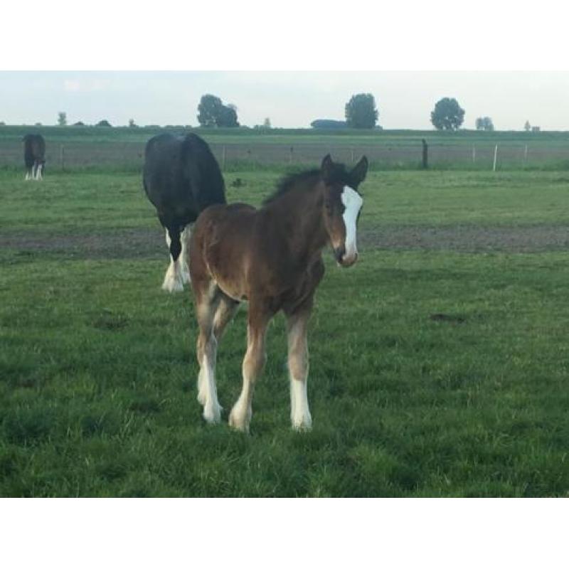 Shires