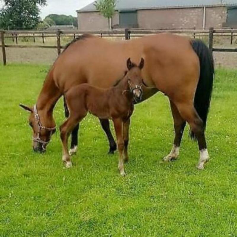 quarter horse hengstveulen te koop