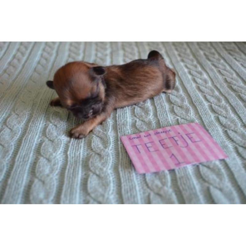 Lhasa Apso pups geboren 22 september 2018