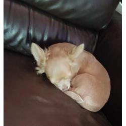 chihuahua reu lilac fawn 8 maanden