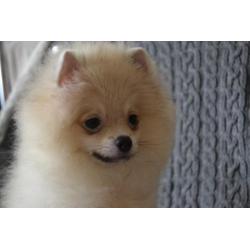 Male Pomeranian with pedigree