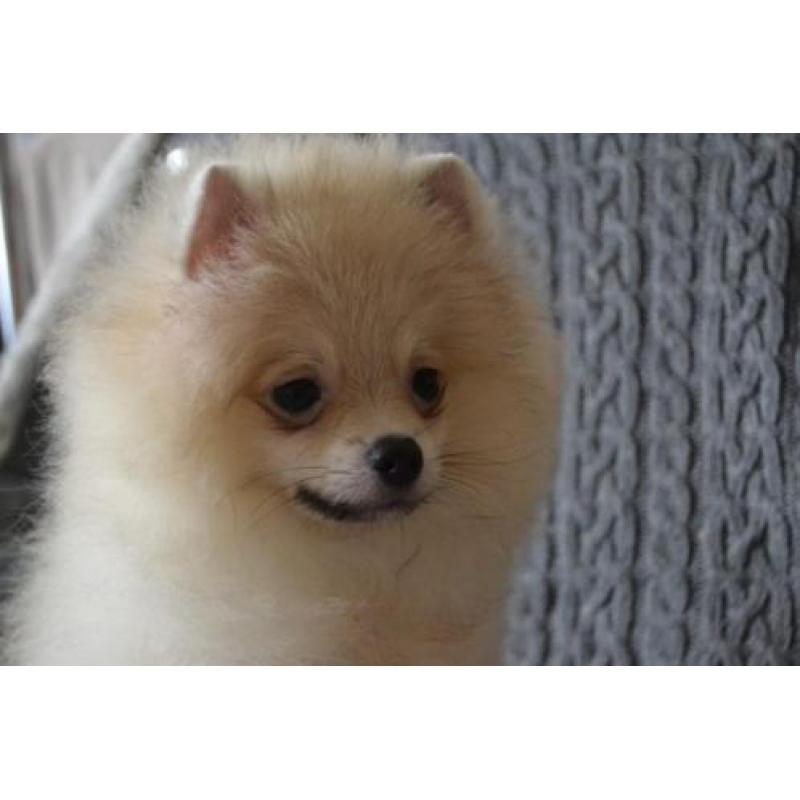 Male Pomeranian with pedigree