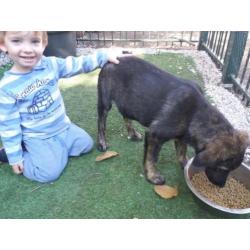 Hollandse herder X pups