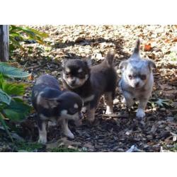 Chihuahua pups