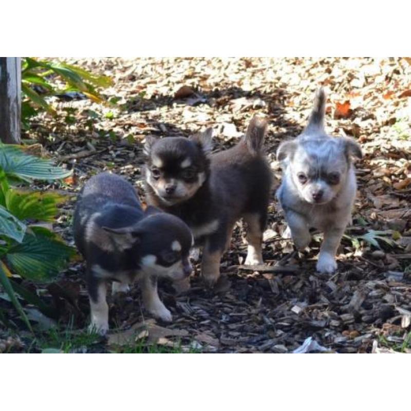 Chihuahua pups