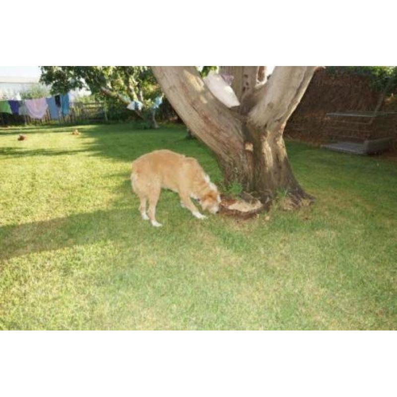 Grote kruising Micky (3jr)