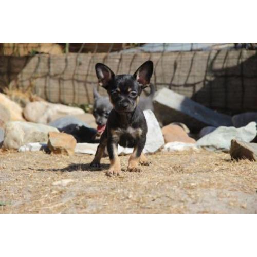 chihuahua puppies