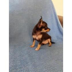 Mooie 8 weken oude Chihuahua puppies.