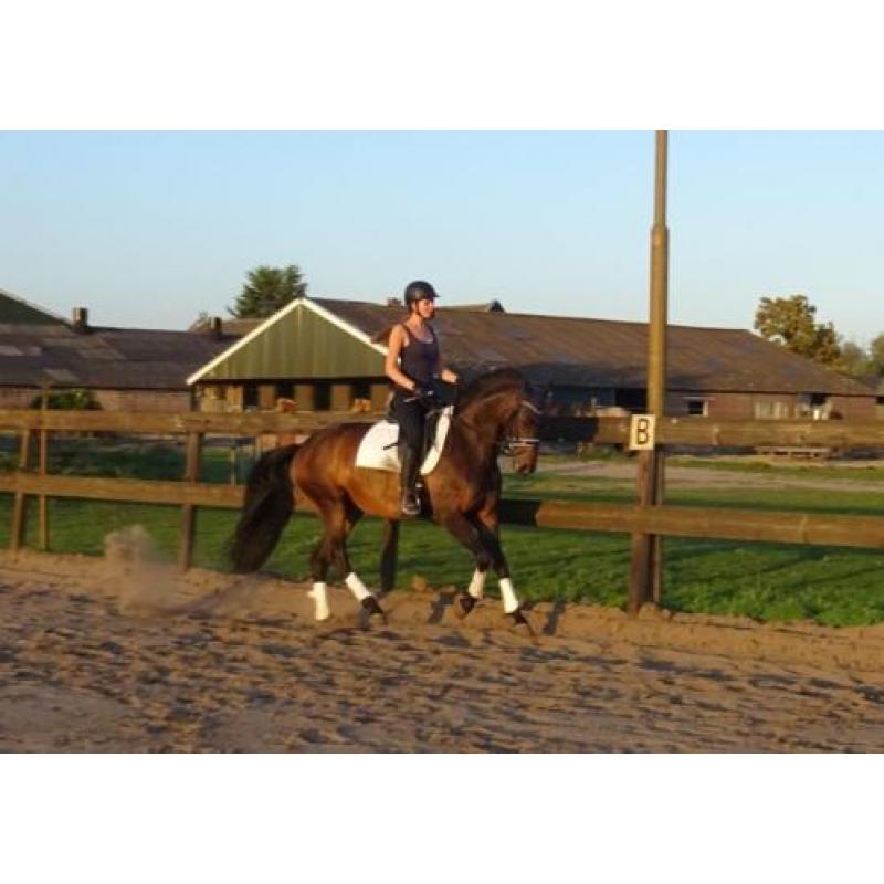 Knappe goed bewegende 6jarige dressuurmerrie