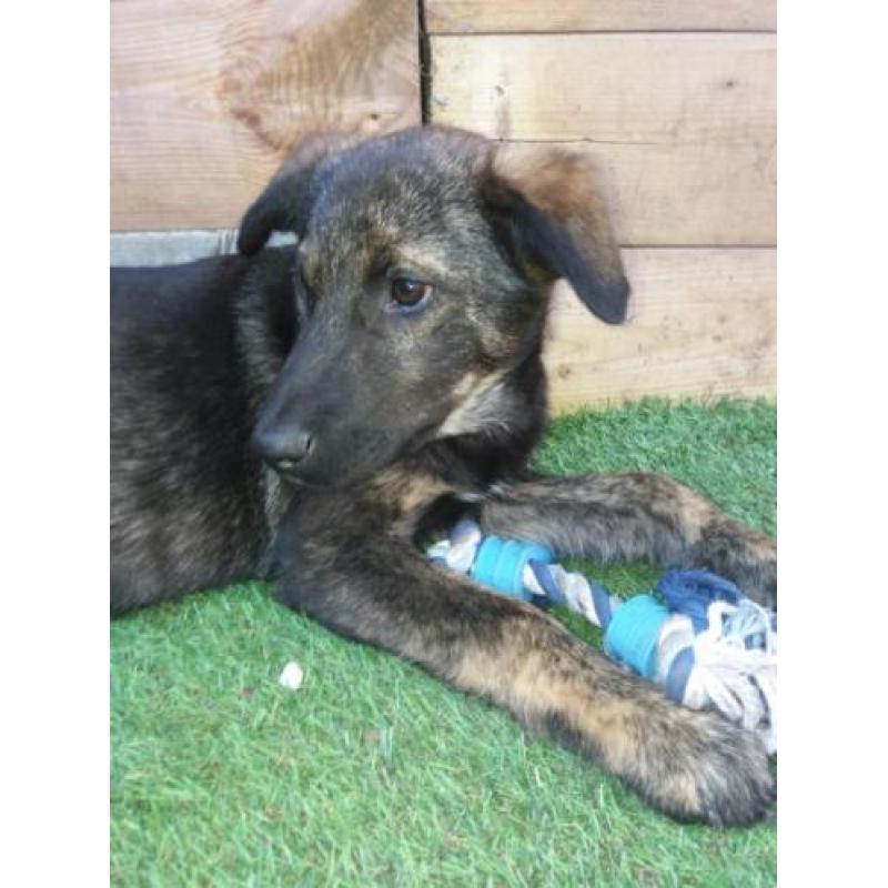 Hollandse herder X pups